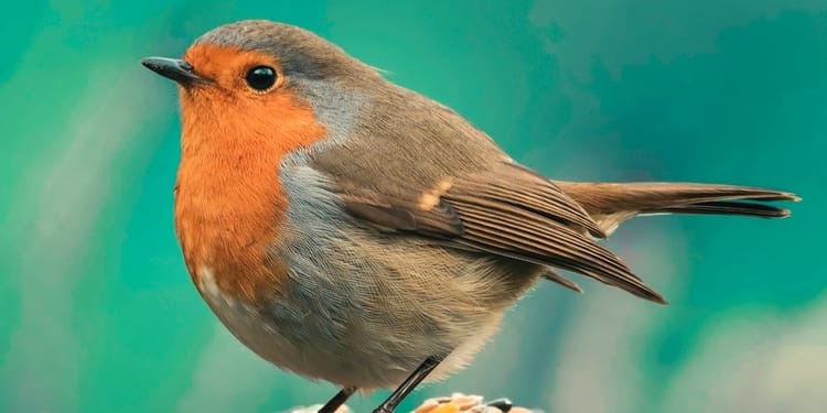 Printful product image